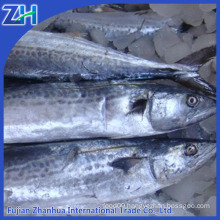 frozen spanish mackerel (Scomberomorus niphonius)